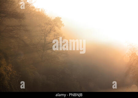 Sunrise fog going through trees in a magical forest. Stock Photo