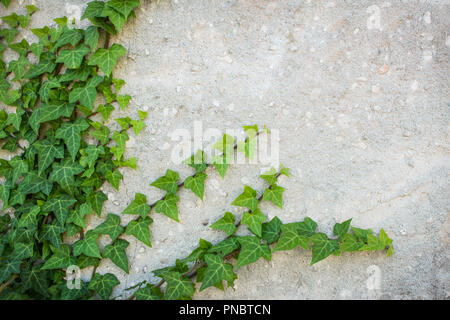 Common Ivy climbing rustic looking wall. Also known as Hedera helix, English ivy or European ivy. With copy space Stock Photo
