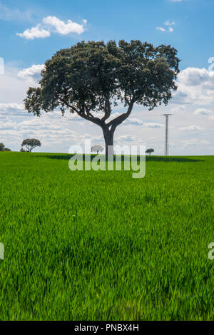 Holm oak tree in a cereal field. Campo Real, Madrid province, Spain. Stock Photo