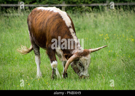 An English Longhorn, Bos primigenius, continues grazing while its portrait is taken. Stock Photo