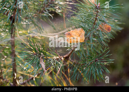 fall birch leaves in cobweb on pine twig Stock Photo