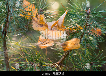 fall birch leaves in cobweb on pine twig Stock Photo