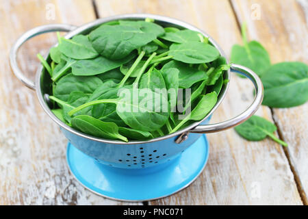 Blue colander full of fresh baby spinach leaves Stock Photo