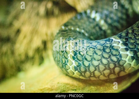 The king cobra (Ophiophagus hannah), also known as hamadryad, is a species of venomous snake in the family Elapidae. The largest venomous snake specie Stock Photo