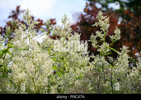 Persicaria polymorpha in flower Stock Photo