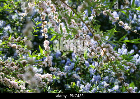 Buddleja alternifolia (alternate-leaved butterfly bush) with Ceanothus in background Stock Photo