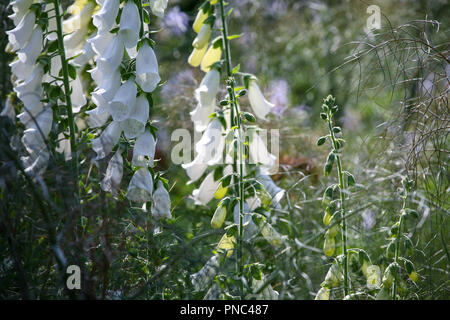 Digitalis purpurea 'Alba' - White foxgloves in an herbaceous planting scheme, summer Stock Photo