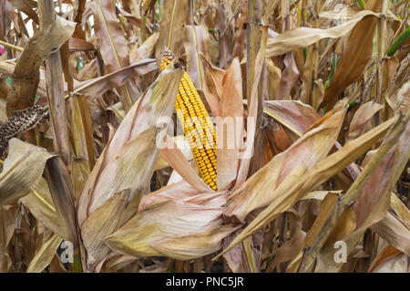 Ripe maize ear in cultivated agricultural corn field ready for harvest picking Stock Photo