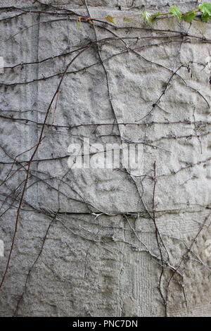 Evanston Historical Society architect designed high end vintage home and elaborate patterned wall detail located on Lake Michigan lakefront property. Stock Photo