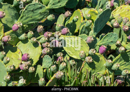 Indian fig opuntia / Barbary fig (Opuntia ficus-indica) prickly pear cactus showing fruit along the French Mediterranean coast, France