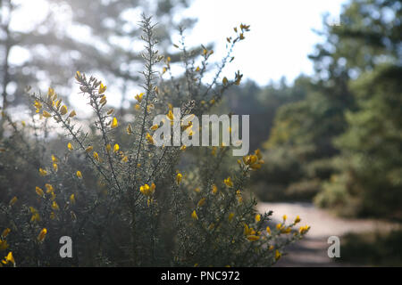 Yellow flowering gorse (Ulex) on the margins of heath and woodland, winter Stock Photo