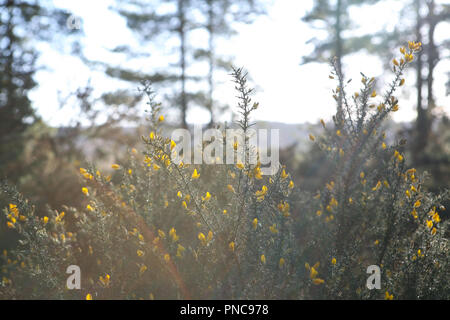 Yellow flowering gorse (Ulex) on the margins of heath and woodland, winter Stock Photo