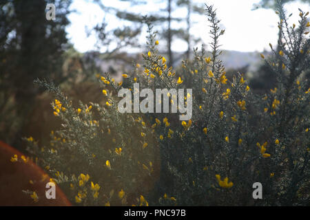 Yellow flowering gorse (Ulex) on the margins of heath and woodland, winter Stock Photo