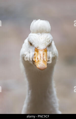 Close up portrait of white goose with funny hairstyle Stock Photo