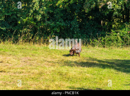 Chocolate Labrador in field Herefordshire UK Stock Photo