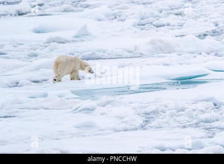 Polar bear (Ursus maritimus) traveling over sea ice off the coast of Svalbard, Norway. Stock Photo