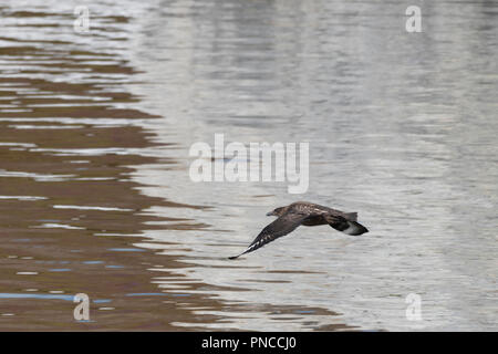 Great Skua (Stercorarius skua) bird flying over the ocean off Svalbard, Norway. Stock Photo