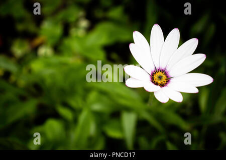 Pink African Daisy with green plants in the background Stock Photo