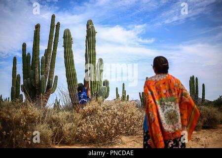 Work of harvest of fruits of pitaya and cactus in the Sonora desert, Mexico by women of the indigenous trubu Seri... Trabajo de recolecta de frutos de pitaya y cactus en el desierto de Sonora, Mexico por mujeres de la trubu indigena Seri Stock Photo