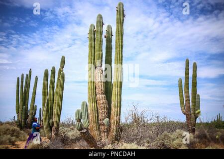 Work of harvest of fruits of pitaya and cactus in the Sonora desert, Mexico by women of the indigenous trubu Seri... Trabajo de recolecta de frutos de pitaya y cactus en el desierto de Sonora, Mexico por mujeres de la trubu indigena Seri Stock Photo