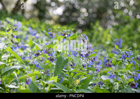 Borago officinalis in flower Stock Photo