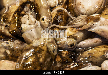Common or European Squid with ink sold at the fish market Stock Photo