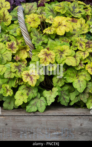 Heucheraholics ‘Yellowstone falls’ flower display at RHS Wisley flower show 2018 . Surrey. UK Stock Photo