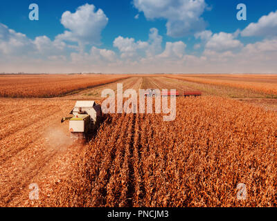 Aerial photography of combine harvester harvesting corn crop field from drone point of view Stock Photo