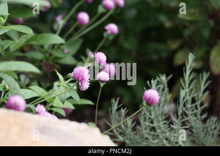 Globe amaranth or Gomphrena globosa flowers growing in a garden. Extreme shallow depth of field with selective focus on flower in the center of image. Stock Photo