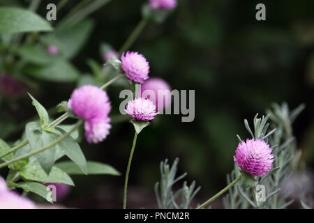 Globe amaranth or Gomphrena globosa flowers growing in a garden. Extreme shallow depth of field with selective focus on flower in the center of image. Stock Photo