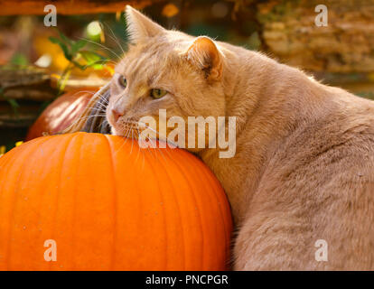 Orange tabby male cat resting his head on a pumpkin in the garden.. Stock Photo