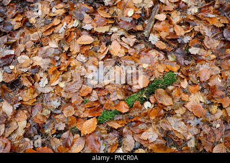 Fallen autumn leaves and rotting wood on the ground Stock Photo