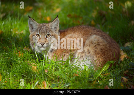 Eurasian Lynx, Lynx lynx, Kitten, Germany, Europe Stock Photo