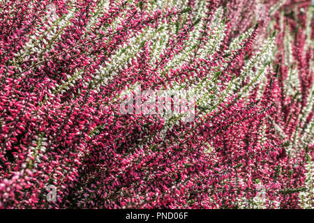 Common Heather Calluna vulgaris flowering plant Stock Photo