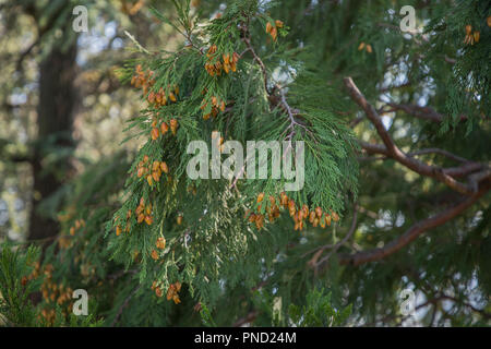 Thuja Fruits Stock Photo