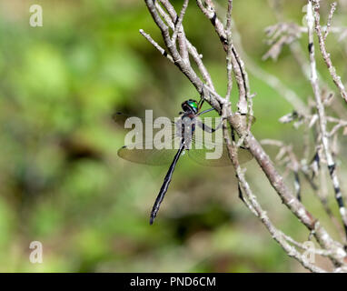 Royal River Cruiser Dragonfly, Macromia taeniolata, perched on dead branch Stock Photo
