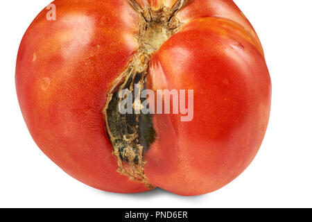 Spoiled, rotten red tomato isolated on white background. Stock Photo