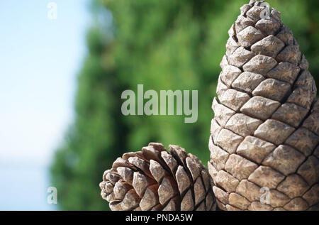 Nature environmental background with two pine cones laid squarely on the green forest and blue sea blurred on the beautiful sunny late summer day Stock Photo