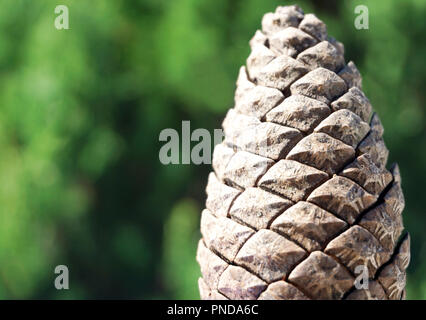 One closed natural pine cone on the green forest blurred background on the sunshine Stock Photo