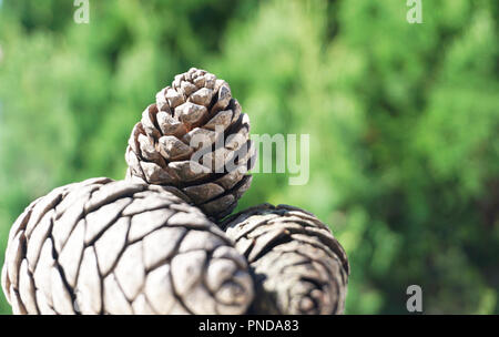 Three pine cones close up on the green forest blurred background. Nature and environmental concept Stock Photo