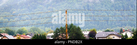Birds resting on electric or telephone wire or cable. Giant flock of sparrow birds sitting on wires and electric line pole over a village in rainy day Stock Photo
