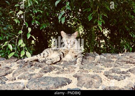 Kitty relaxing in Hawaii Stock Photo