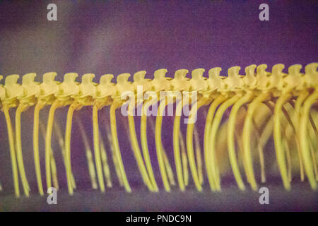 Snake skeletons of Reticulated python (Python reticulatus). The reticulated python (Python reticulatus) is a species of python found in Southeast Asia Stock Photo