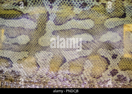 Dried snake skin of Blood Python (Python curtus) for background. Python curtus is a species of the family Pythonidae, a nonvenomous snake found in Sou Stock Photo
