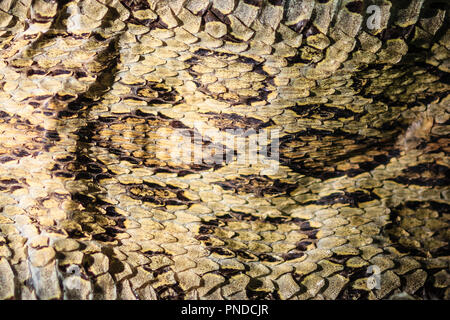 Dried snake skin of Siamese russell's viper (Daboia siamensis) for ...