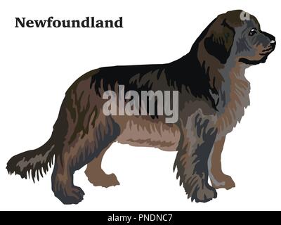 Portrait of standing in profile Newfoundland dog, vector colorful illustration isolated on white background Stock Vector