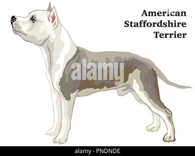 Portrait of standing in profile American Staffordshire Terrier dog, vector colorful illustration isolated on white background Stock Vector