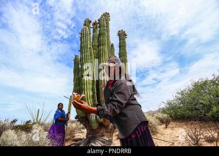 Work of harvest of fruits of pitaya and cactus in the Sonora desert, Mexico by women of the indigenous trubu Seri... Trabajo de recolecta de frutos de pitaya y cactus en el desierto de Sonora, Mexico por mujeres de la trubu indigena Seri Stock Photo