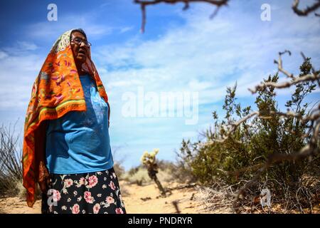 Work of harvest of fruits of pitaya and cactus in the Sonora desert, Mexico by women of the indigenous trubu Seri... Trabajo de recolecta de frutos de pitaya y cactus en el desierto de Sonora, Mexico por mujeres de la trubu indigena Seri Stock Photo