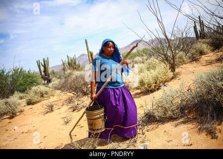 Work of harvest of fruits of pitaya and cactus in the Sonora desert, Mexico by women of the indigenous trubu Seri... Trabajo de recolecta de frutos de pitaya y cactus en el desierto de Sonora, Mexico por mujeres de la trubu indigena Seri Stock Photo